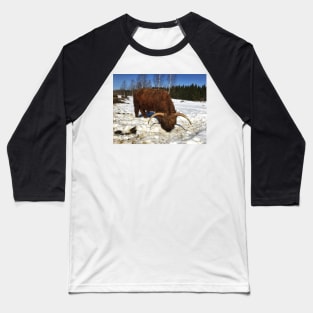 Scottish Highland Cattle Bull 1737 Baseball T-Shirt